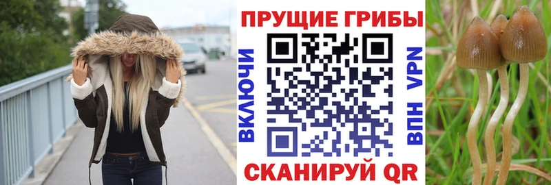 кракен зеркало  где можно купить   Питкяранта  Галлюциногенные грибы Psilocybe 